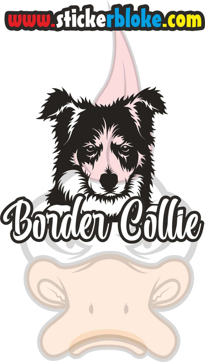 BORDER COLLIE STICKER